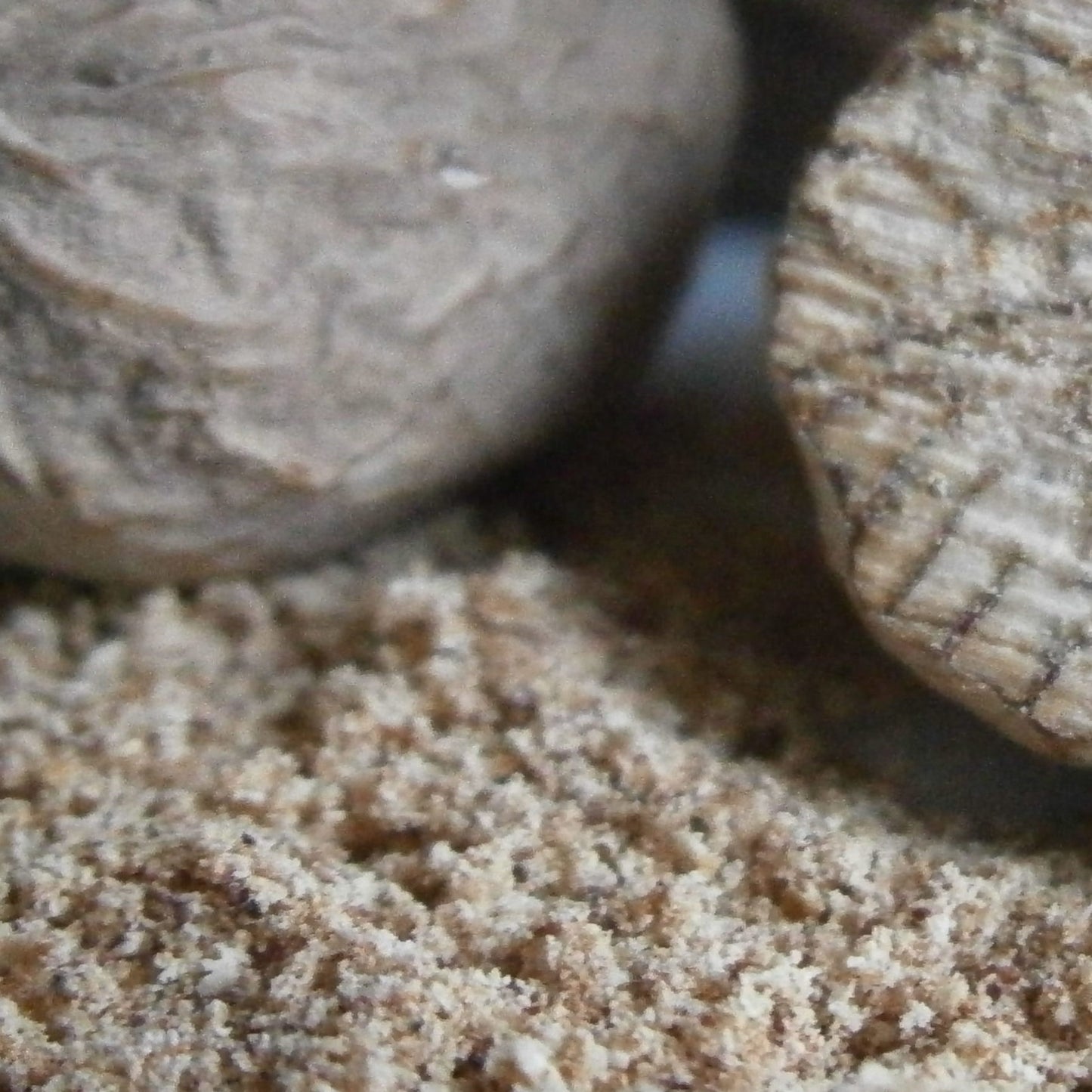 Szerecsendió por (Moluccas-szigetek) - 30g