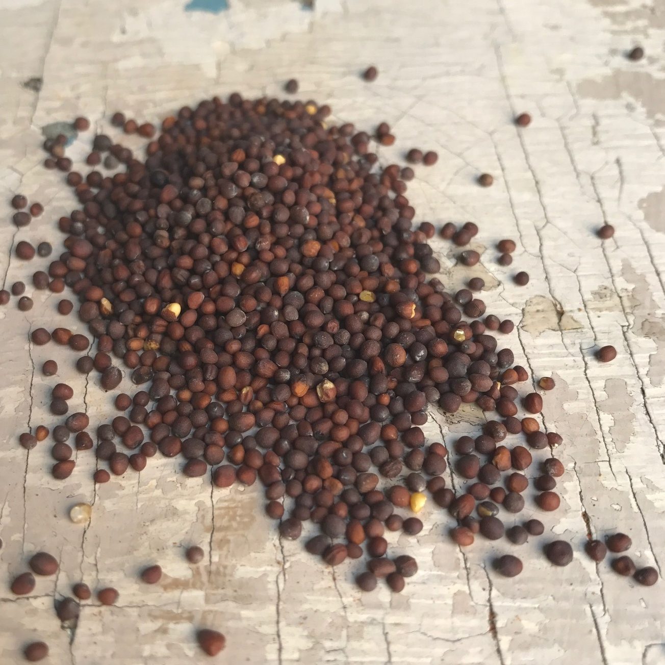 Fekete mustármag (Ázsia, Európa) - 30 g